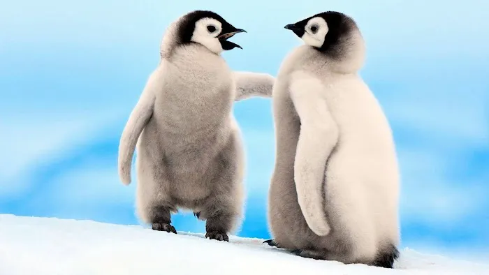 Penguin Gift Shop 6